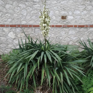 Photographie n°2402112 du taxon Yucca gloriosa L. [1753]