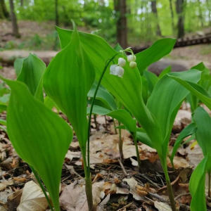 Photographie n°2402118 du taxon Convallaria majalis L. [1753]