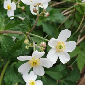 Photographie n°2402121 du taxon Anemone nemorosa L. [1753]