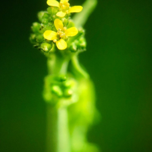 Photographie n°2402226 du taxon Sisymbrium officinale (L.) Scop. [1772]