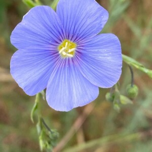 Photographie n°2402387 du taxon Linum perenne L.