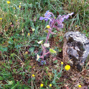 Photographie n°2402422 du taxon Borago officinalis L. [1753]