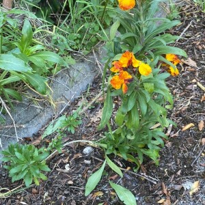 Photographie n°2402546 du taxon Erysimum cheiri (L.) Crantz [1769]