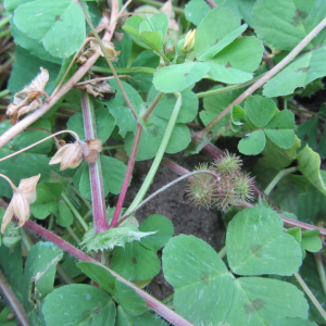 Photographie n°2402594 du taxon Medicago arabica (L.) Huds.