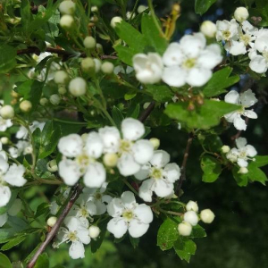 Photographie n°2402627 du taxon Crataegus laevigata (Poir.) DC. [1825]