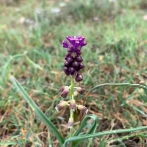 Photographie n°2402788 du taxon Muscari comosum (L.) Mill. [1768]