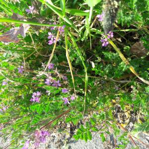 Photographie n°2403029 du taxon Erodium cicutarium (L.) L'Hér.