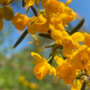 Photographie n°2403065 du taxon Berberis x stenophylla Lindl. [1864]