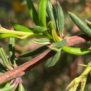 Photographie n°2403066 du taxon Berberis x stenophylla Lindl. [1864]