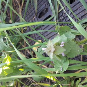 Photographie n°2403069 du taxon Lamium purpureum L.