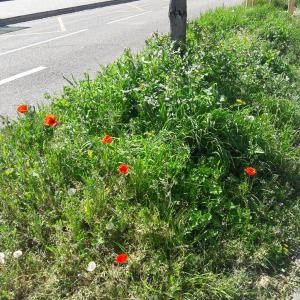 Photographie n°2403072 du taxon Papaver rhoeas L.