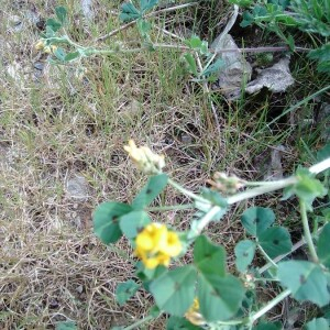 Photographie n°2403402 du taxon Medicago arabica (L.) Huds.