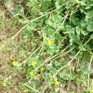 Photographie n°2403404 du taxon Medicago arabica (L.) Huds.