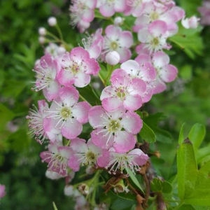 Photographie n°2403446 du taxon Crataegus laevigata (Poir.) DC. [1825]