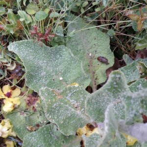 Photographie n°2403481 du taxon Verbascum thapsus L. [1753]