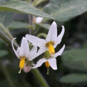 Photographie n°2403483 du taxon Solanum nigrum L. [1753]