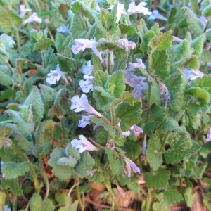  - Glechoma hederacea L.