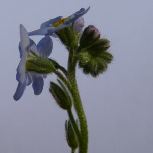 Photographie n°2403619 du taxon Myosotis arvensis (L.) Hill [1764]