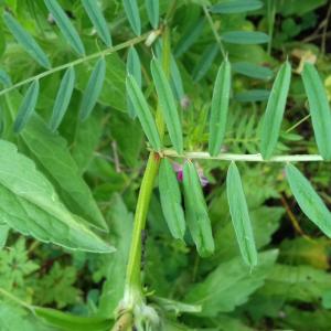 Photographie n°2403712 du taxon Vicia angustifolia L. [1759]