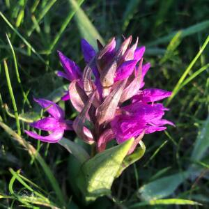 Photographie n°2403760 du taxon Dactylorhiza majalis subsp. majalis