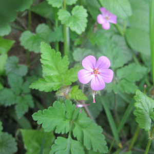 Photographie n°2403772 du taxon Geranium robertianum L. [1753]