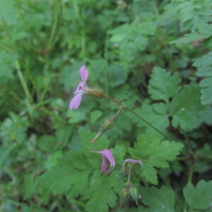 Photographie n°2403773 du taxon Geranium robertianum L. [1753]