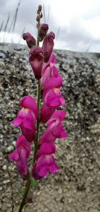 Corinne Cantaert, le 18 avril 2020 (Montpeyroux)