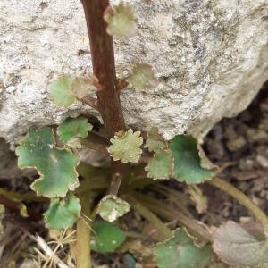 Photographie n°2403903 du taxon Umbilicus rupestris (Salisb.) Dandy