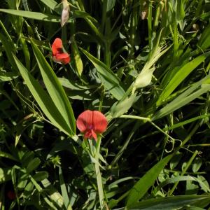 Photographie n°2403930 du taxon Lathyrus cicera L.