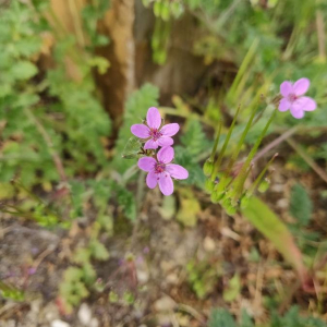  - Erodium aethiopicum (Lam.) Brumh. & Thell. [1912]