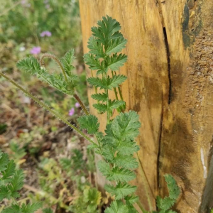  - Erodium aethiopicum (Lam.) Brumh. & Thell. [1912]