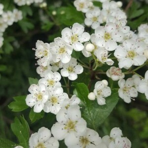 Photographie n°2404022 du taxon Crataegus laevigata (Poir.) DC. [1825]