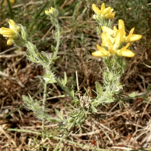 Photographie n°2404033 du taxon Genista hispanica L. [1753]