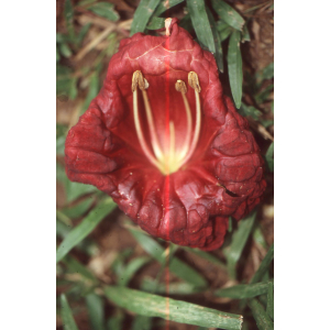 Kigelia africana-198.jpg