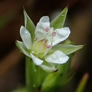  - Minuartia hybrida subsp. laxa (Jord.) Jauzein [2010]