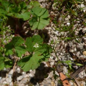  - Minuartia hybrida subsp. laxa (Jord.) Jauzein [2010]