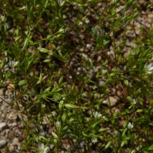  - Minuartia hybrida subsp. laxa (Jord.) Jauzein [2010]