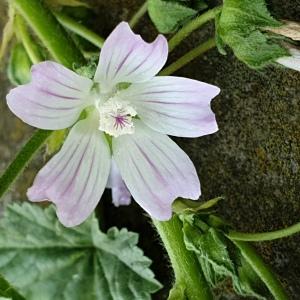 Photographie n°2404210 du taxon Malva neglecta Wallr. [1824]