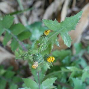 Photographie n°2404222 du taxon Sonchus oleraceus L. [1753]