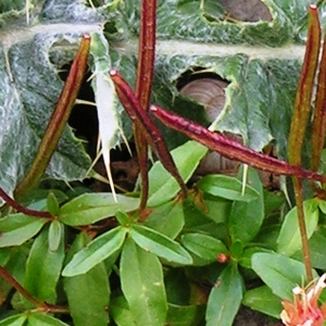 Photographie n°2404329 du taxon Epilobium anagallidifolium Lam. [1786]