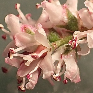 Photographie n°2404458 du taxon Tamarix parviflora DC. [1828]