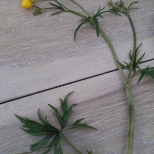 Photographie n°2404492 du taxon Ranunculus acris L. [1753]