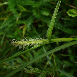 Photographie n°2404594 du taxon Carex hirta L. [1753]