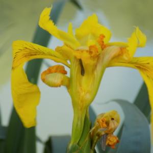 Photographie n°2404670 du taxon Iris pseudacorus L.