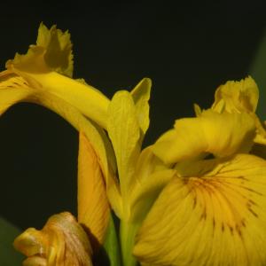 Photographie n°2404671 du taxon Iris pseudacorus L.