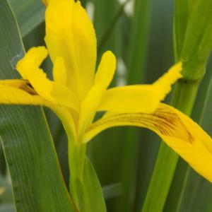 Photographie n°2404672 du taxon Iris pseudacorus L.