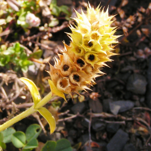 Photographie n°2404674 du taxon Sideritis hyssopifolia L. [1753]