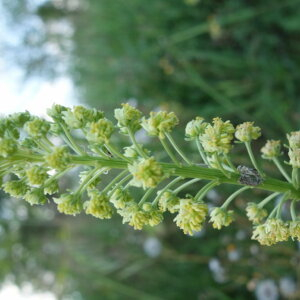 Photographie n°2404685 du taxon Reseda lutea L. [1753]