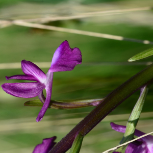 Photographie n°2404688 du taxon Anacamptis laxiflora (Lam.) R.M.Bateman, Pridgeon & M.W.Chase [1997]