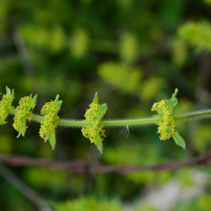 Photographie n°2404691 du taxon Cruciata laevipes Opiz [1852]